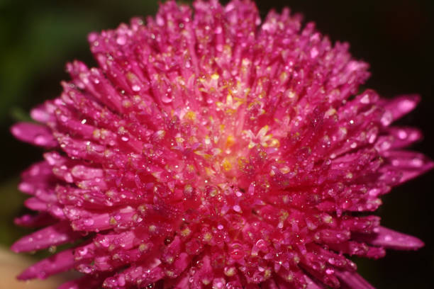 flowers in the garden