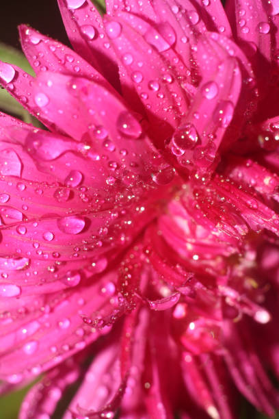istock flowers in the garden 2187682588
