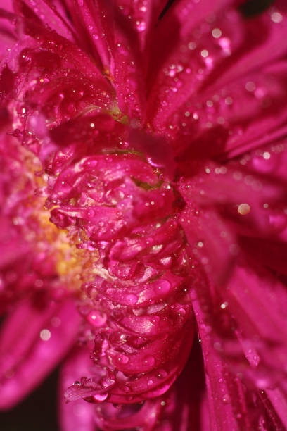 istock flowers in the garden 2187682596