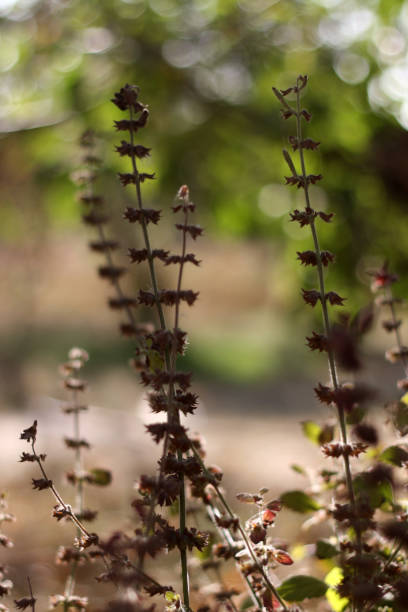 istock flowers in the garden 2187682622