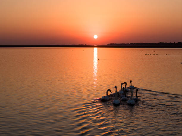 Swans swimming on the lake at sunset