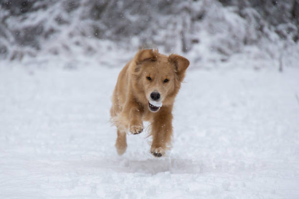 istock Golden retriever running in the winter forest 2187686526