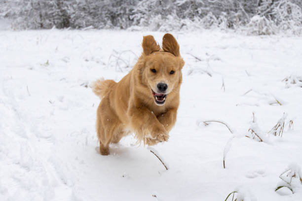 istock Golden retriever running in the winter forest 2187686530