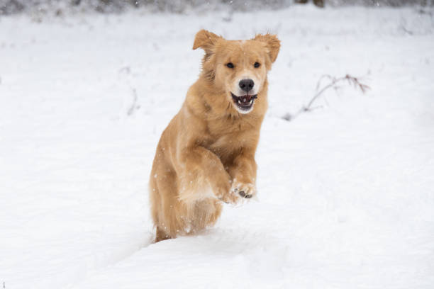 istock Golden retriever running in the winter forest 2187686548