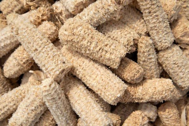 Ears of corn after harvesting the seeds