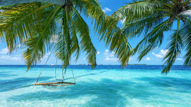 Swing hanging from coconut palm tree on tropical beach by the turquoise sea