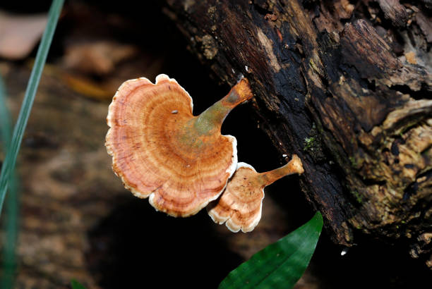 Brown Microporus affinis (Uchiwatake) mushrooms on rotting wood (Wildlife closeup macro photograph)