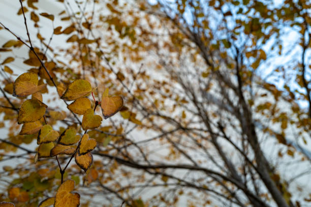 Autumn leaves about to wither in winter