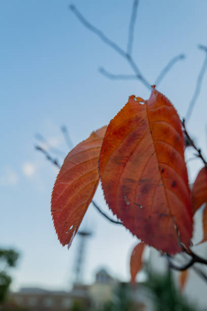 Autumn leaves about to wither in winter