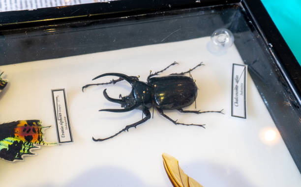 istock Atlas beetle (Chalcosoma atlas) Indonezia 2187693250