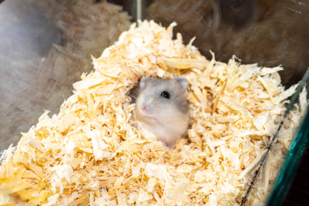 istock Hamster on wood shavings looking to you 2187693329