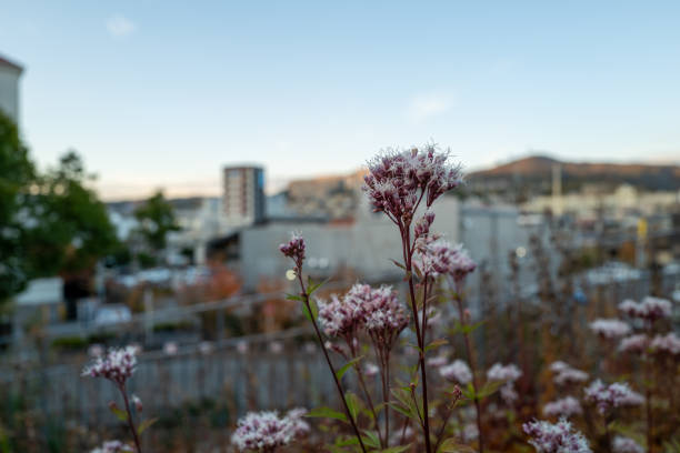 Thoroughwort blooms beautifully in flower beds