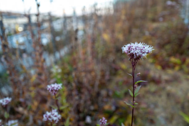 Thoroughwort blooms beautifully in flower beds