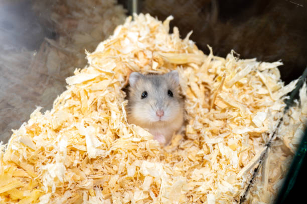 istock Hamster on wood shavings looking to you 2187694065