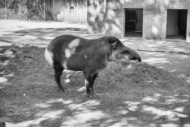 A peaceful tapir having rest in a domestic environment on the farm