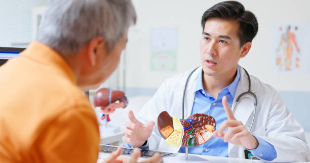 Consulta sobre doença hepática em idoso asiático, close-up, vista traseira, médico asiático explicando a doença hepática a um paciente idoso usando um modelo de anatomia 3D com equipamento de ultrassom em uma clínica de gastroenterologia com possível cirrose e câncer, fotos e imagens de banco de imagens de fígado humano sem royalties