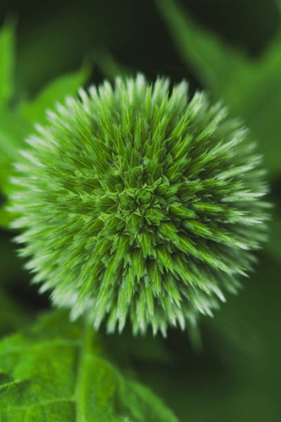 istock Macro photo of a Globe Thistle plant, Echinops ritro 'Veitch's Blue'. 2187695521