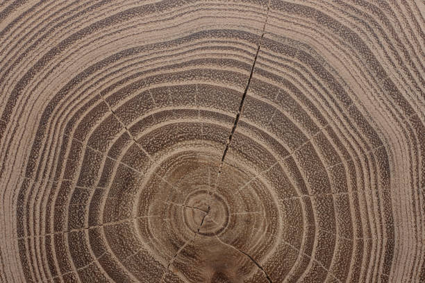 Acacia wood texture natural background