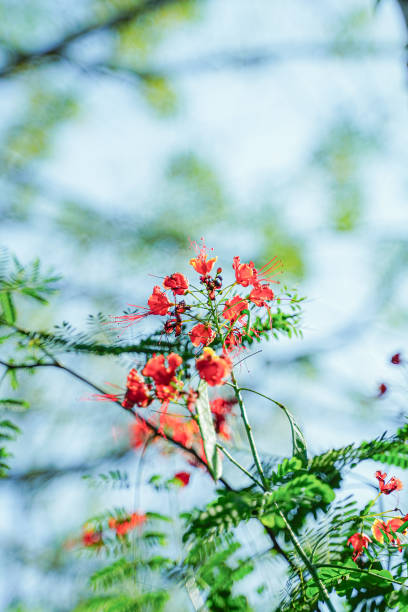 istock Whispers of Emerald Serenity 16 2187698357