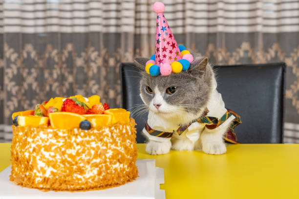 istock cute british shorthair cat celebrating her birthday horizontal composition 2187698466