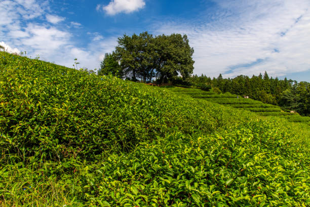 agriculture