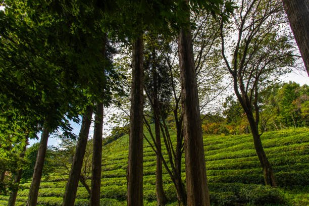 agriculture