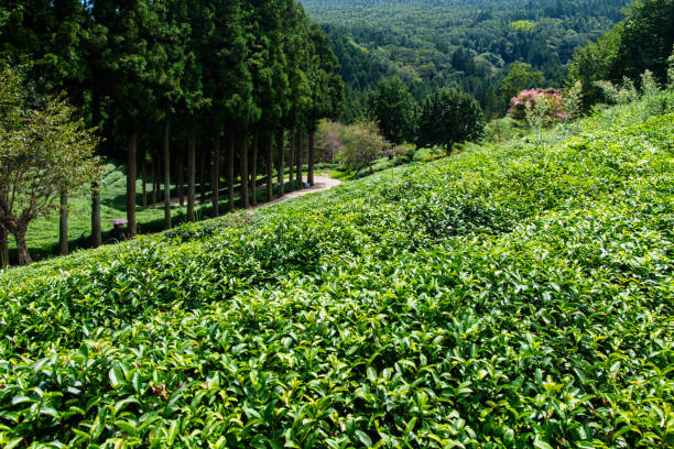a beautiful view of the green tea plantation