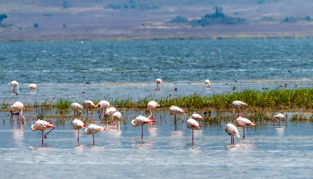 istock Flamingos in Lake Magadi 2187700959