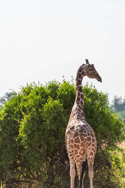 istock Reticulated Giraffe in the Samburu National Reserve 2187700977