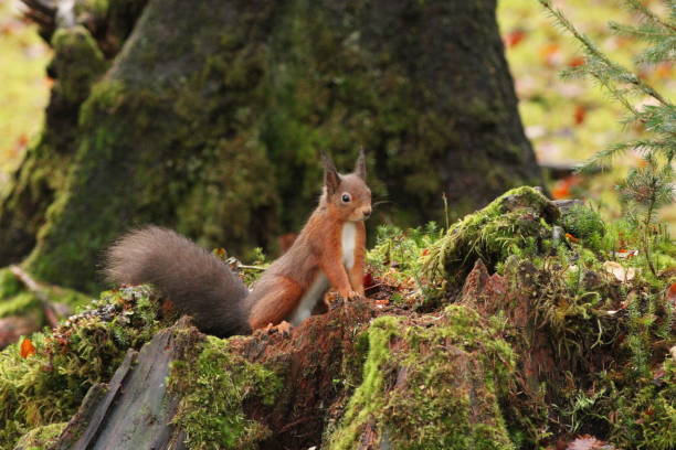 Eurasian Red Squirrel - Sciurus vulgaris within a Scottish Woodland near Loch Long in the Ardgartan forest, Scotland on an Autumn Day climbing around a tree stump stock photo