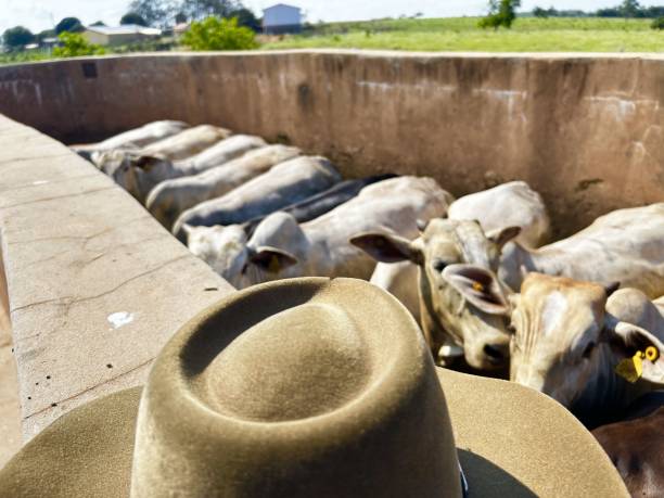 A farmer looking for fat bovine cattle ready for slaughter on feedlot intensive production