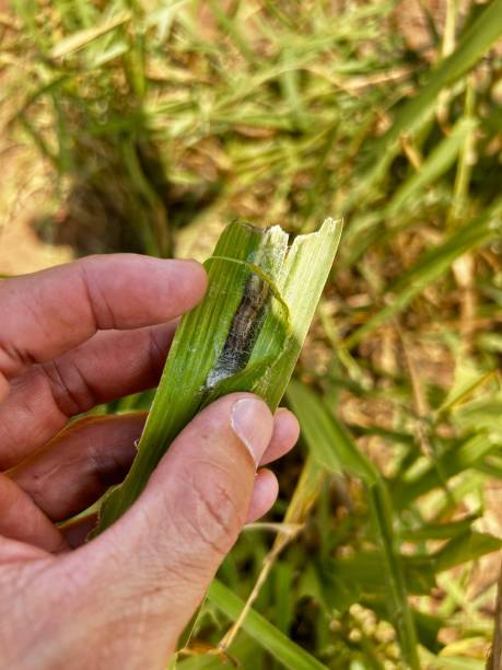 istock armyworm Spodoptera sp and Mocis pest on pupal phase grass attack 2187703586