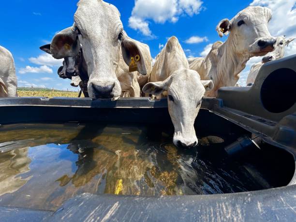 istock Animal bovine beef cattle drinking water on intensive tropical pasture in Brazil project 2187703603
