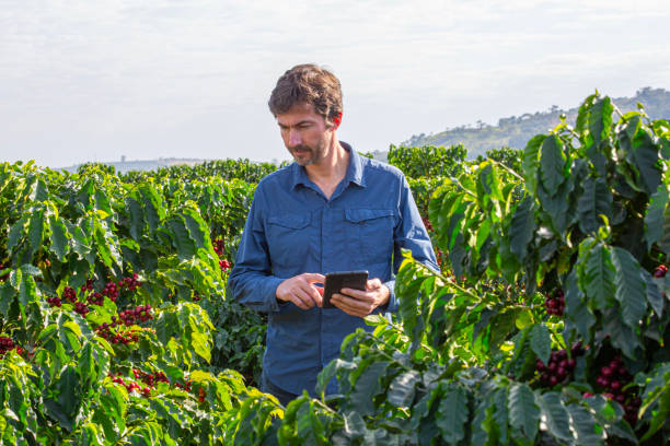 istock Farmer in coffee plantation. 2187703802