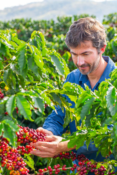 istock Farmer in coffee plantation. 2187703804