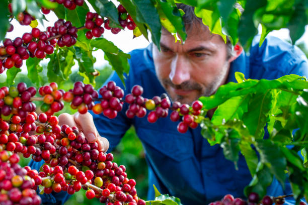 istock Farmer in coffee plantation. 2187703814