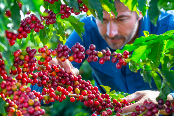 istock Farmer in coffee plantation. 2187703817
