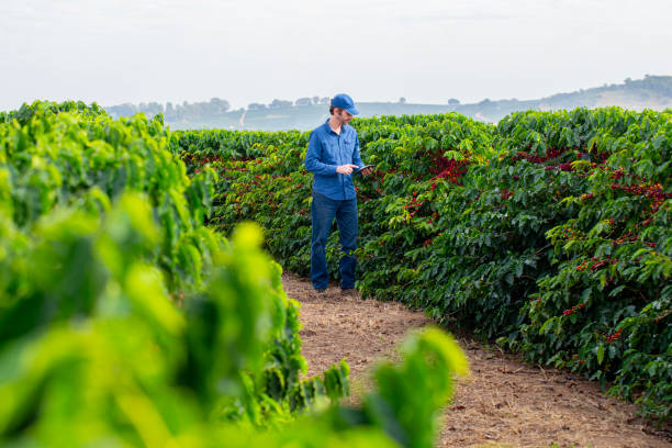 istock Farmer in coffee plantation. 2187703848