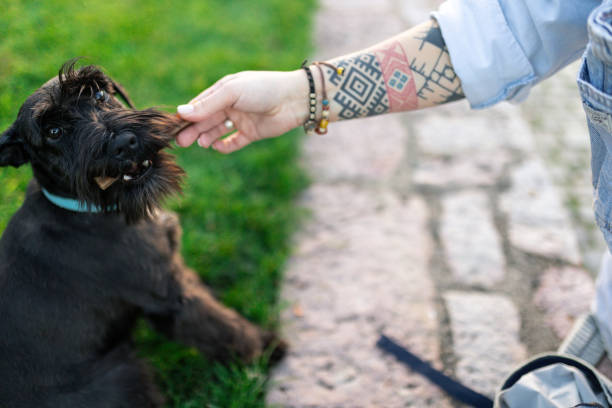 A close-up shot depicting a human hand overlapped with a dog's paw on natural ground, symbolizing the bond, support, and companionship between humans and animals, set in an outdoor environment.