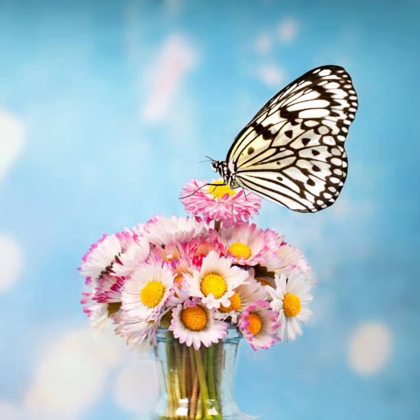 butterfly on a bouquet of daisy flowers, spring concept, flower greeting card