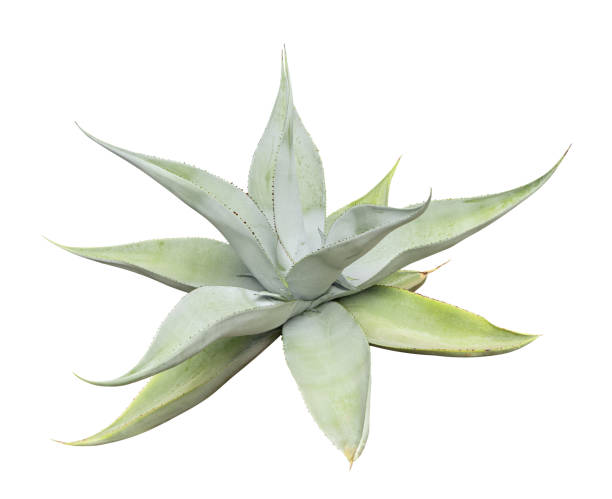 istock Tropical agave plant isolated on white background.This has clipping path. 2187707241