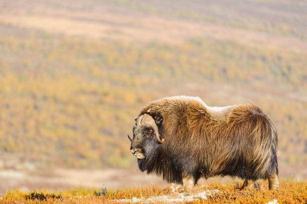 Musk ox animals standing in autumn landscape, Norway