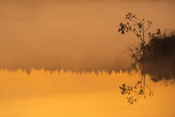 Small tree besides misty lake at sunrise