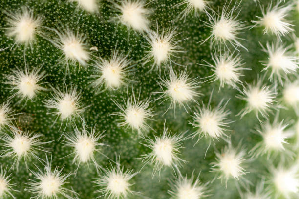 istock Succulent cactus isolated on white background 2187711583