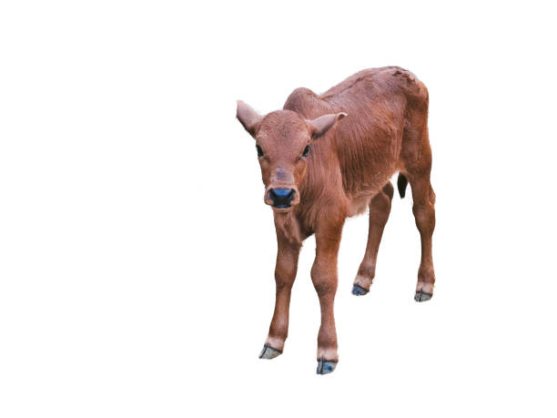 istock Adorable Brown Calf Standing Isolated on White Background 2187711604