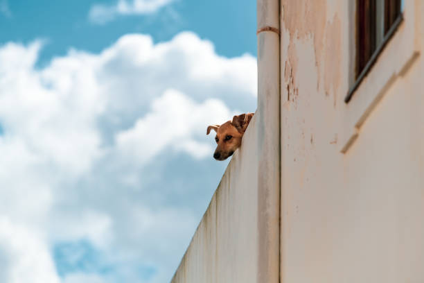 istock Curious dog on balcony peeking over 2187711924