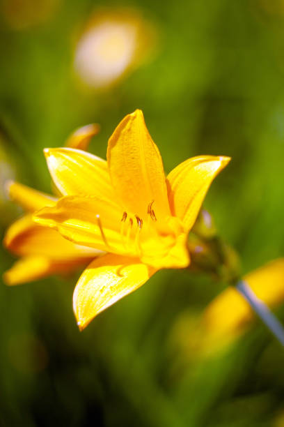 Beautiful Flowers Blooming in the Garden.