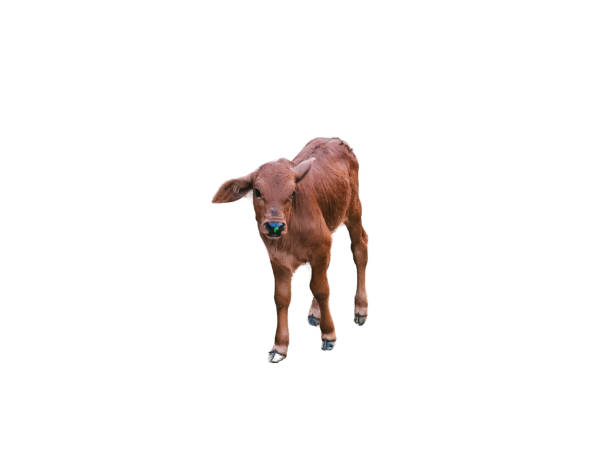 Adorable Brown Calf Standing Isolated on White Background
