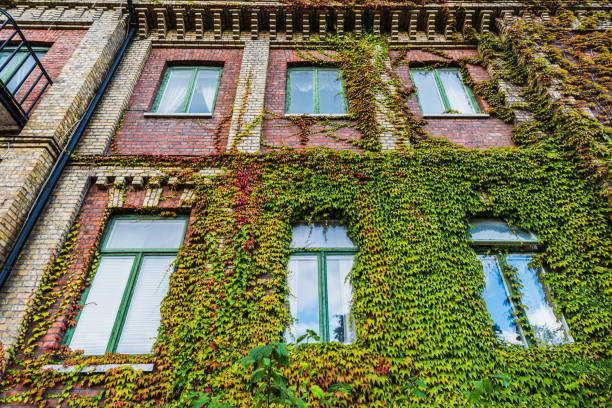 istock Old Urban House with Ivy-Covered Windows in Daylight 2187713351