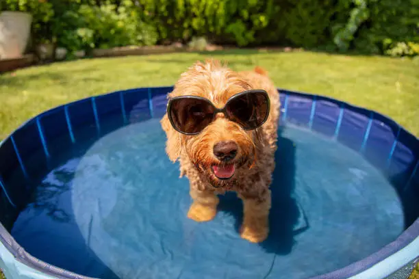 Cane in piscina per battere il caldo estivo Cane in piscina per battere il caldo estivo
